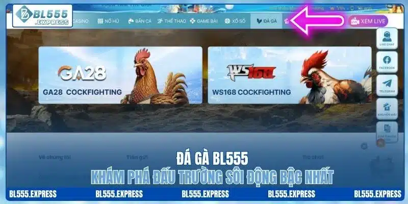 Đá Gà BL555 - Khám Phá Đấu Trường Sôi Động Bậc Nhất